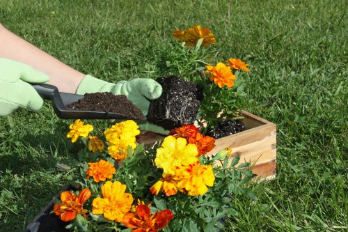 A close-up of a gardener's hands wearing light green gloves, holding a small shovel filled with soil, planting vibrant orange and yellow marigolds into a wooden planter box situated on a well-maintained grassy lawn in an outdoor garden. The background features lush green grass extending across the area, with the focus on the planting activity and colorful flowers. The scene is outdoors, likely part of a landscaped garden space in Morden, with sunlight illuminating the scene, highlighting the rich textures of the soil and the bright colors of the flowers, reflecting professional gardening and landscaping practices characteristic of services offered by Gardening Services Morden.