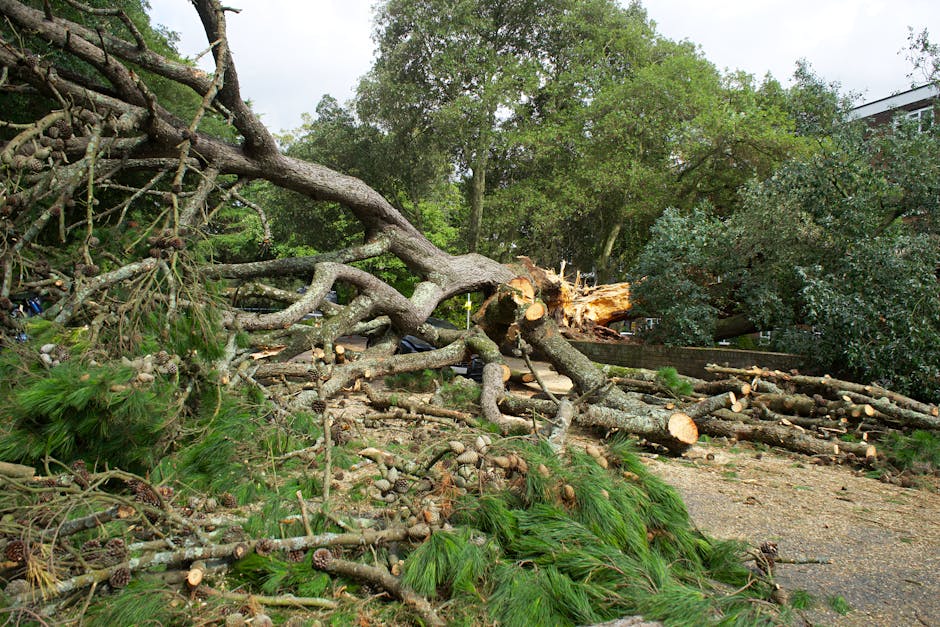 A dark grey Audi A5 TDI parked on a paved driveway with a damaged tree fallen across the top of the vehicle. The tree has thick, textured bark and large, drooping branches with some greenery, indicati